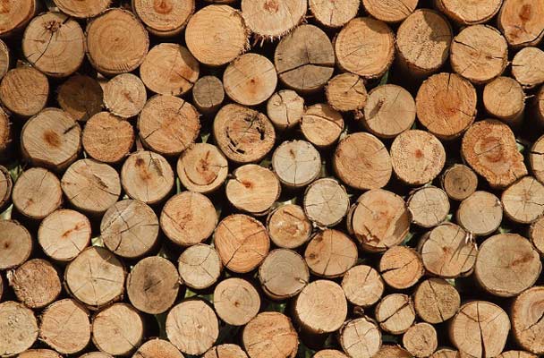 3 ways you are attracting termites