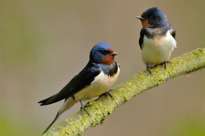 Bird infestations in the Inland Empire