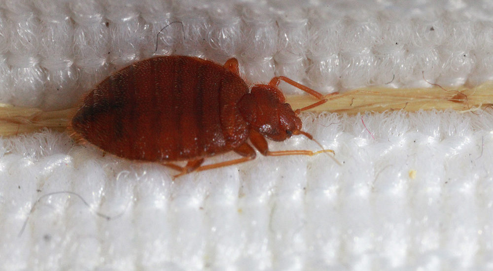Do bed bugs need heat