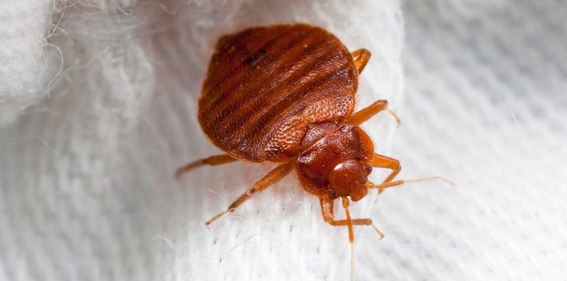 What to do if you find bed bugs in your house