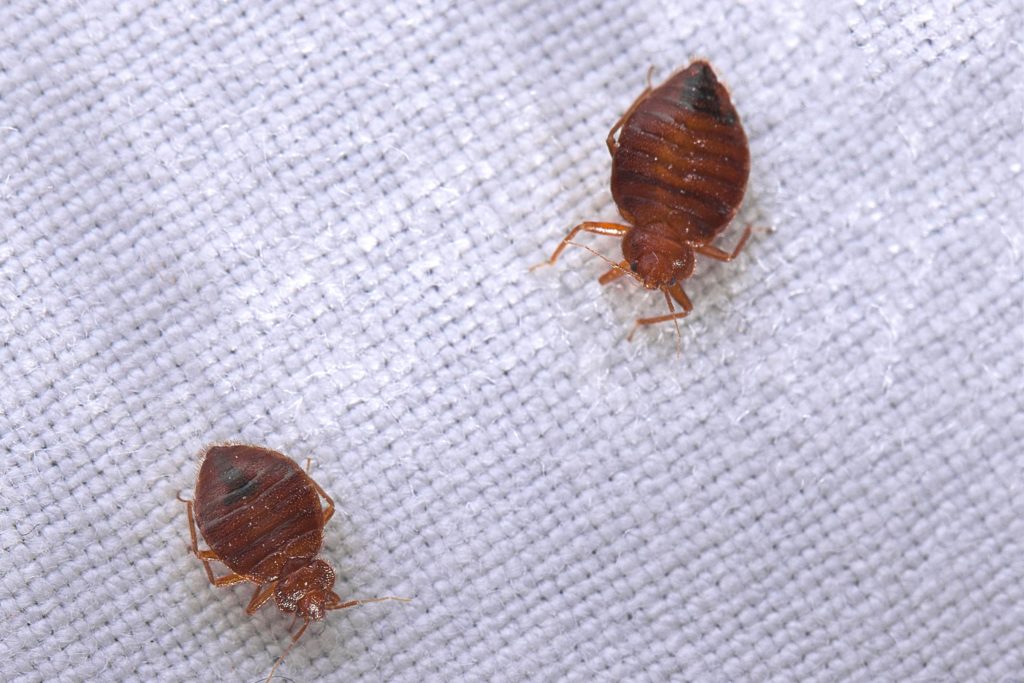 Bed bug myths