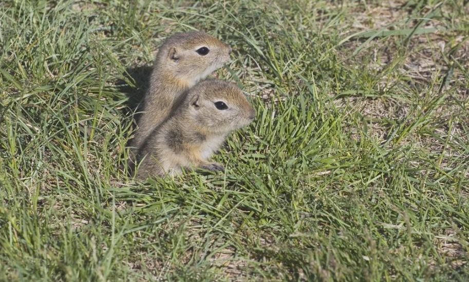 4 dangers of gophers
