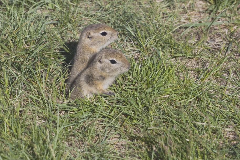 4 Dangers of Gophers - Craig & Sons Termite & Pest Control