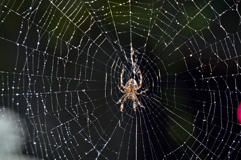 Tips for keeping spiders away