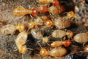 drywood and subterranean termites