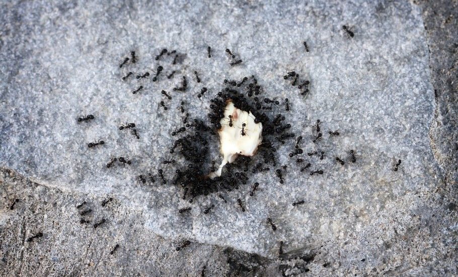 Ants are a picnic problem