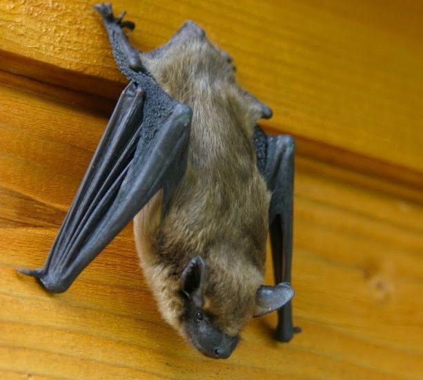 Bat hanging on a wall
