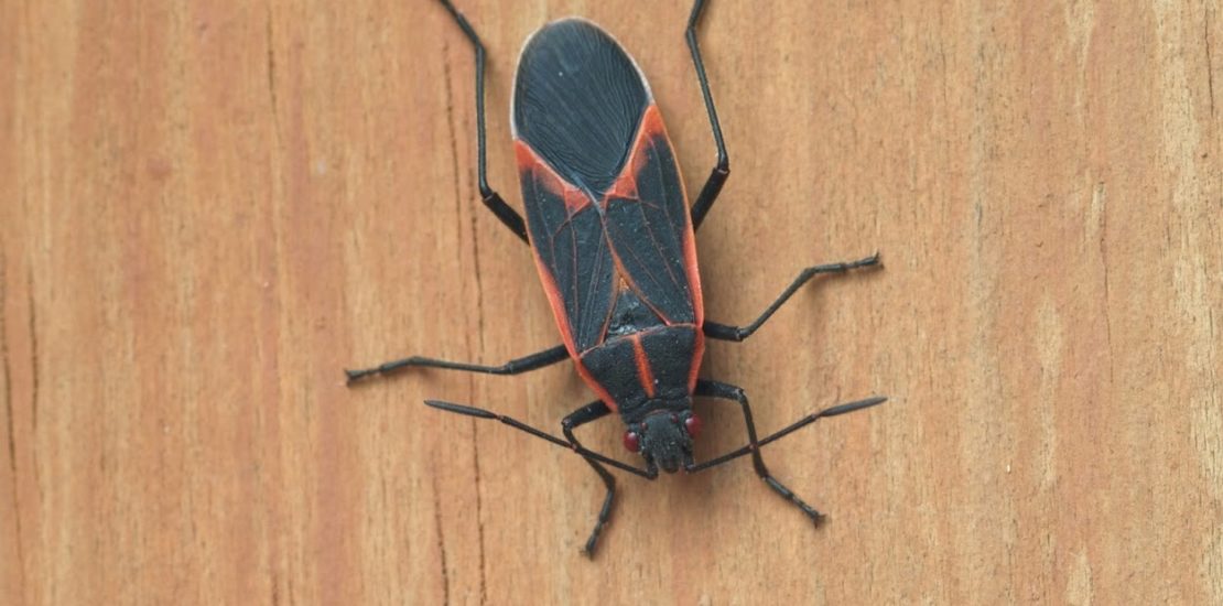 Box-Elder bug
