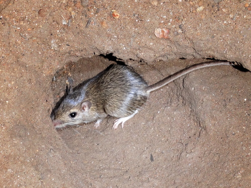 Southern California mouse