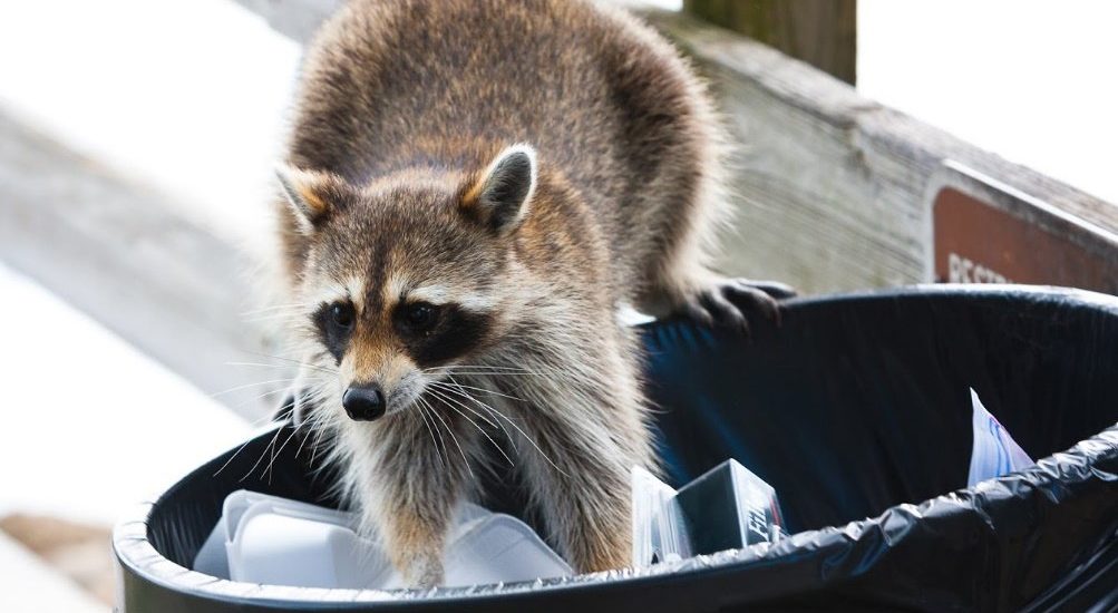 Learn more about raccoons