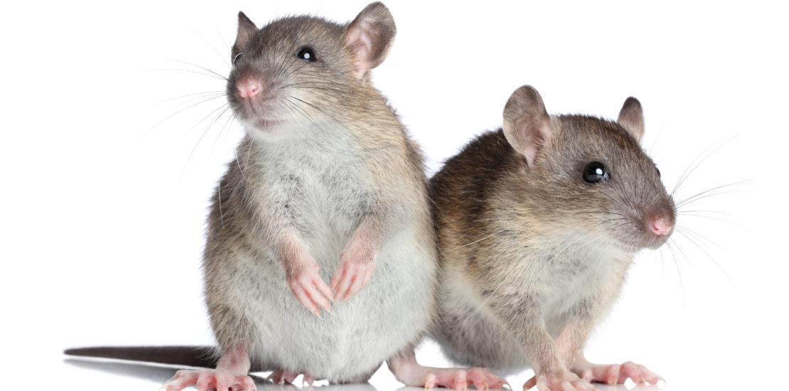 What every homeowner should know about mice and rodents