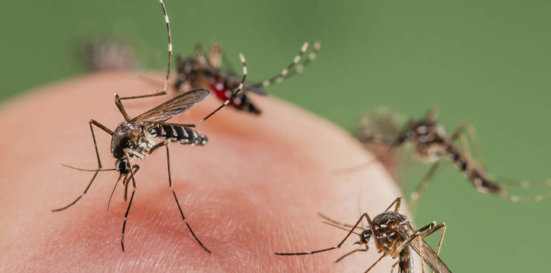 Mosquitos west nile virus