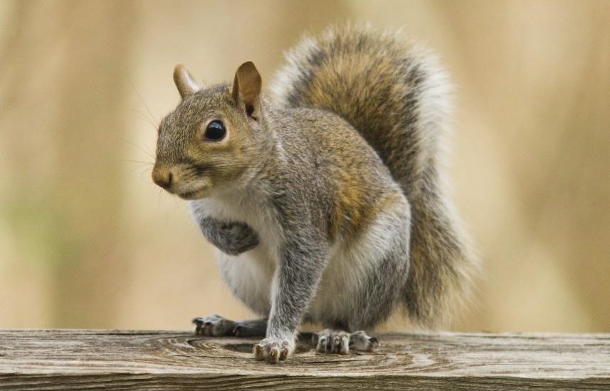 Squirrels and pest control in Southern California